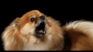 POMERANIAN BARKING  POMERANIAN HOWLING AND BARKING COMPILATION 2016 [upl. by Biagi]