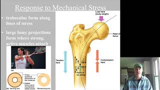 Epiphyseal plate and fracture types and repair [upl. by Etteiram811]