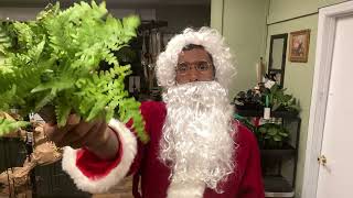 Is the Autumn Fern Santas Favorite Houseplant daintydanis [upl. by Ellerret]