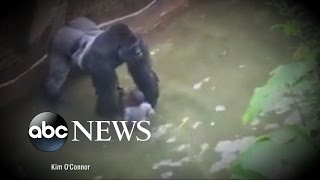 Criminal Probe Launched into Gorilla Incident at Cincinnati Zoo [upl. by Base]