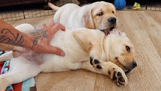 Chonky Labradors First Belly Rubs [upl. by Paterson]