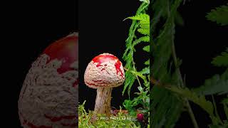 FLY AGARIC How to Grow in a Time Lapse shorts [upl. by Gustave559]