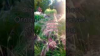 Ornamental Grass Season Fall Landscaping [upl. by Giuliana945]