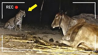 Farmer sets up a Camera to Learn why Leopard Visits his Cow at Night The Reason Surprised Everyone [upl. by Erena]