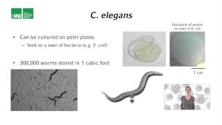 C elegans life cycle [upl. by Ephraim]