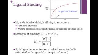 066Ligand Binding [upl. by Yrakcaz621]