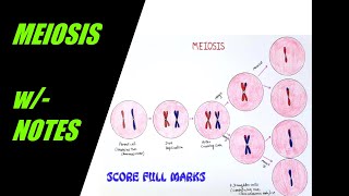 How to draw easily MEIOSIS  CELL DIVISION  wNOTES  BIOLOGY SCIENCE  Step by step  EASY [upl. by Faludi]