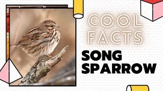 Song Sparrow facts 🦜 Among the native sparrows in North America [upl. by Romona]