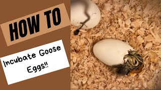 HOW TO INCUBATE GOOSE EGGS [upl. by Jueta]