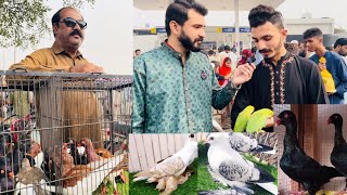 Multan Birds Market Update  DenishFrillswallowJavaBajri ♥️ [upl. by Mayman]