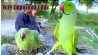 Ringneckparrot information ampVery important clips Talking each other [upl. by Ianahs314]