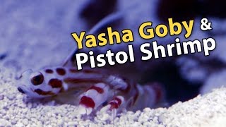 Yasha Goby and Candy Stripe Pistol Shrimps Symbiotic Relationship [upl. by Dunlavy928]