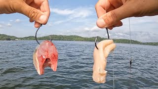 Cut Bait vs Chicken  Which Bait Catches More BIG Fish [upl. by Ethelin]