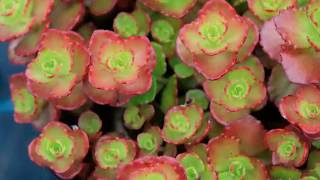 Get to Know Creeping SedumStonecrop  SunLoving Plants [upl. by Adlev]