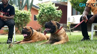 Two Big Bull Mastiffs relax in the park [upl. by Negyam]