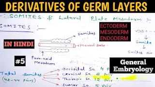 General Embryology  Derivatives of Germ Layers  Ectoderm Mesoderm and Endoderm derivatives [upl. by Ydnih]