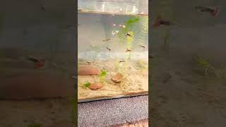 GUPPIES PLANTED TANK SETUP trending viralshort guppy aquariumfish plantedtank plantedaquarium [upl. by Narf]