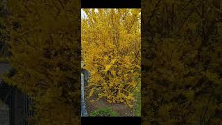 Forsythia Intermedia  loolaVlog germany [upl. by Ogires234]