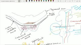 Anatomy of Pons Part 2 [upl. by Fax942]