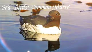 Sea Birds Common Murre 🐦 fypシ ocean legend seaanimals seacreatures bird birds nature [upl. by Isidor799]