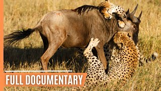 Cheetahs  Highspeed hunters of the Savannah  Free Documentary [upl. by Hars]