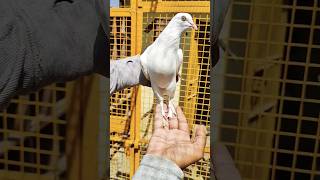 Safed jarchi punjabi maadin DAKKE vali FOR SALE pigeon pigean bird kabootar pigoen birdspecies [upl. by Vaas]