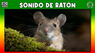 SONIDO DE RATON 🐭 [upl. by Thorstein305]