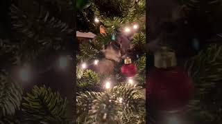 2024 ChristmasA Christmas tree that doubles as a cat climbing frame ！christmastree decor xmas [upl. by Jet]