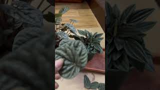 Peperomia Caperata in SoilPeperomia Propagation🌱peperomiapropagation shortsyoutubeshorts [upl. by Murry197]