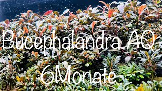 Bucephalandra Aquarium 6 Monate aquaristik [upl. by Vaclava]