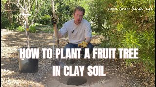 How to Plant a Fruit Tree in Clay Soil  Tree Planting 101 [upl. by Borlow]