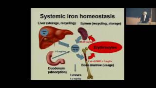 Iron homeostasis and its disorders from irondeficiency anemia to hereditary hemochromatosis [upl. by Airlia359]