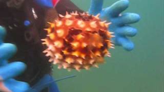 Pufferfish vs Porcupinefish Puffed Up [upl. by Werdn]