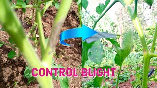 How to control blight in 2024 [upl. by Edmonds]