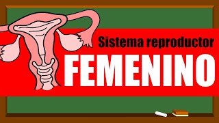 🌸SISTEMA REPRODUCTOR FEMENINO 👩‍🦰❤🌸 Órganos internos [upl. by Aihsakal132]