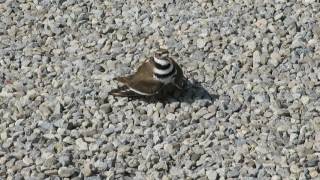 Killdeer broken wing act [upl. by Elfrida]