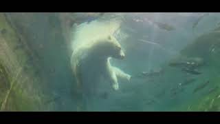 Polar Bear Swimming Underwater Viewing Columbus Zoo and Aquarium Powell OH 9124 [upl. by Olympia]