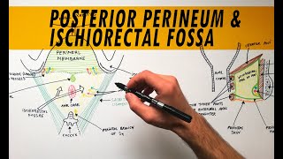 Posterior Perineum amp Ischiorectal Fossa  Anatomy Tutorial [upl. by Atinal]