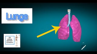 Lungs Anatomy I Human Anatomy Tutorial [upl. by Vince853]