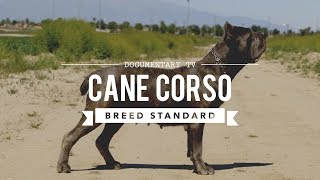 CANE CORSO BREED STANDARD [upl. by Nalani]