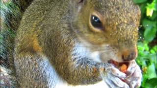 quotSquirrel Sciuridae Tree squirrels ground squirrels chipmunks prairie dogs flying squirrelsquot [upl. by Bugbee]