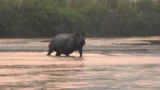 One hornedrhino crossing river [upl. by Henriha]