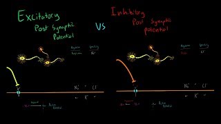 Excitatory vs Inhibitory Neurotransmitters and Post Synaptic Potentials Triggering Action Potentials [upl. by Dnalro]