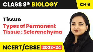 Types of Permanent Tissue  Sclerenchyma  Tissue  Class 9 Biology Chapter 6  202324 [upl. by Burchett]