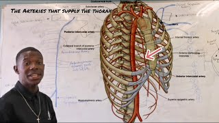 The arteries that supply the thorax [upl. by Secor]