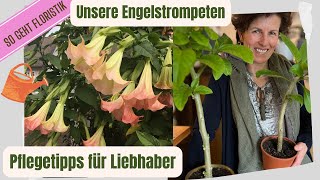 Engelstrompeten Tipps vom Profi zur Pflege  mit Versandangebot für deine Engelstrompete [upl. by Mahau]