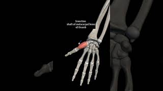 opponens pollicis with origin insertion Nerve supply actions thenar muscleupperlimb anatomy hand [upl. by Stevy910]