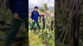 Harvesting winter melon process [upl. by Clava]