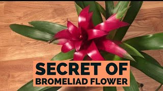 Bromeliad Guzmania  How To Care [upl. by Anwadal431]