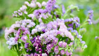 GrowALong Statice Limonium sinuatum [upl. by Llabmik334]